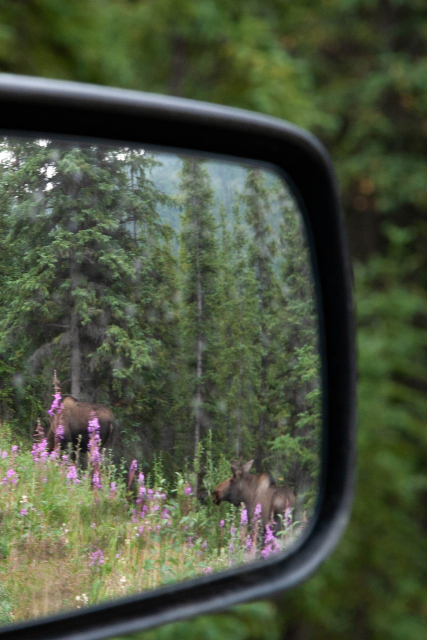 Looking for wildlife is one of the things we love to do, especially in national parks, like Denali in Alaska. Seeing moose in our rearview mirror is a great bonus for our Last Frontier Road Trip.