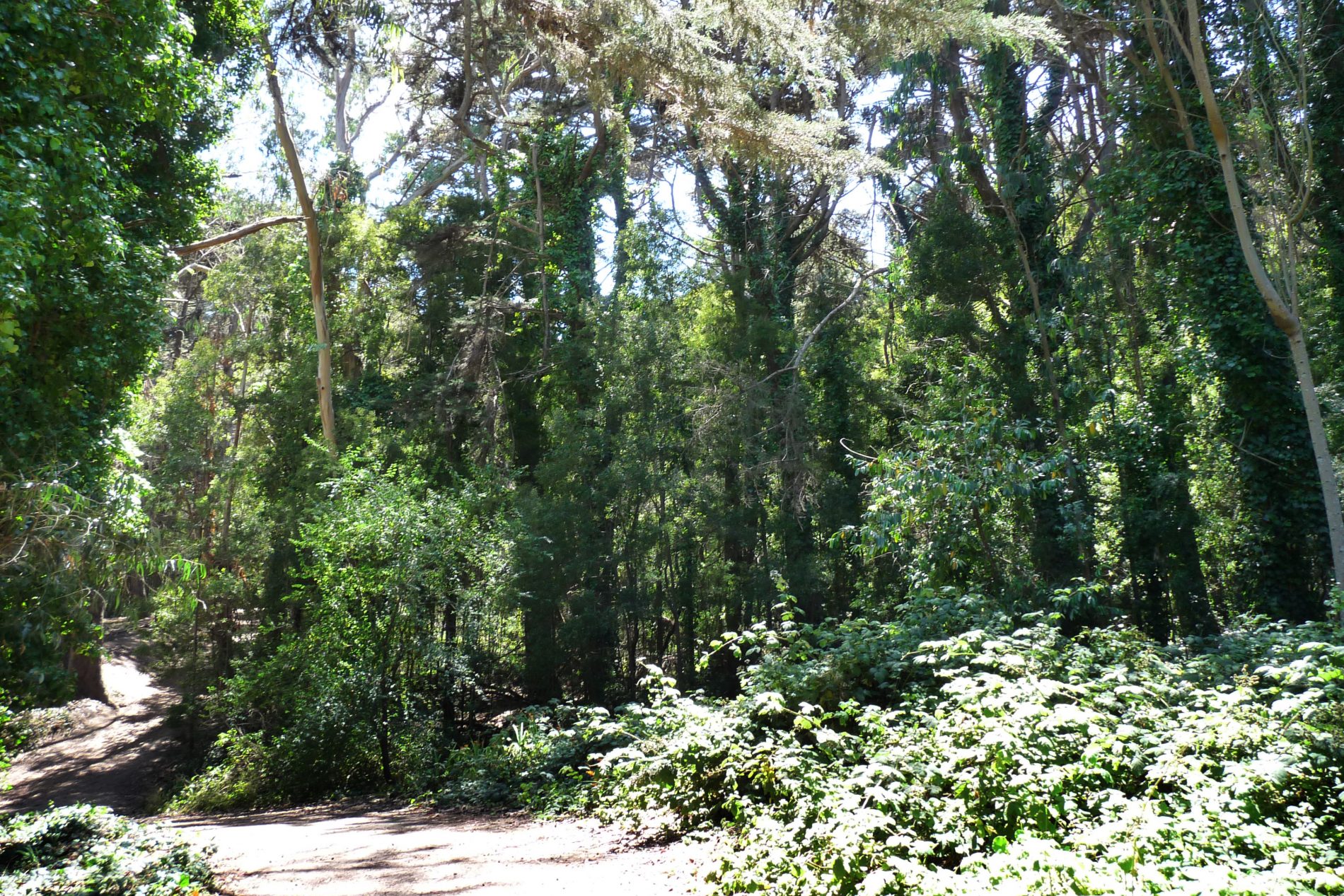 Dense wooded area along the Ecology Trail in Presidio National Park.