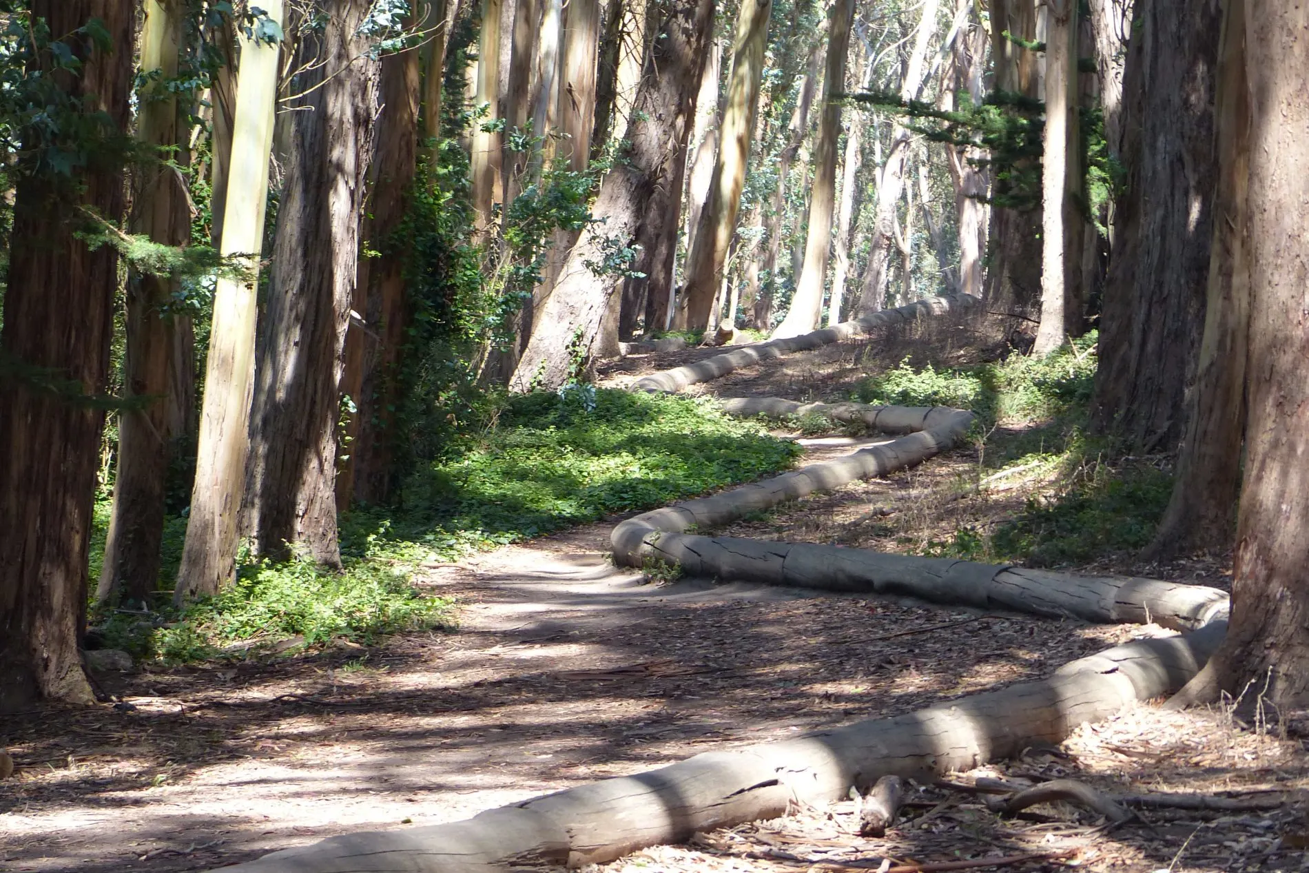 Wood Line is a sculpture of logs set in a zigzag pattern forming a serene 1,200-foot path through a eucalyptus grove.