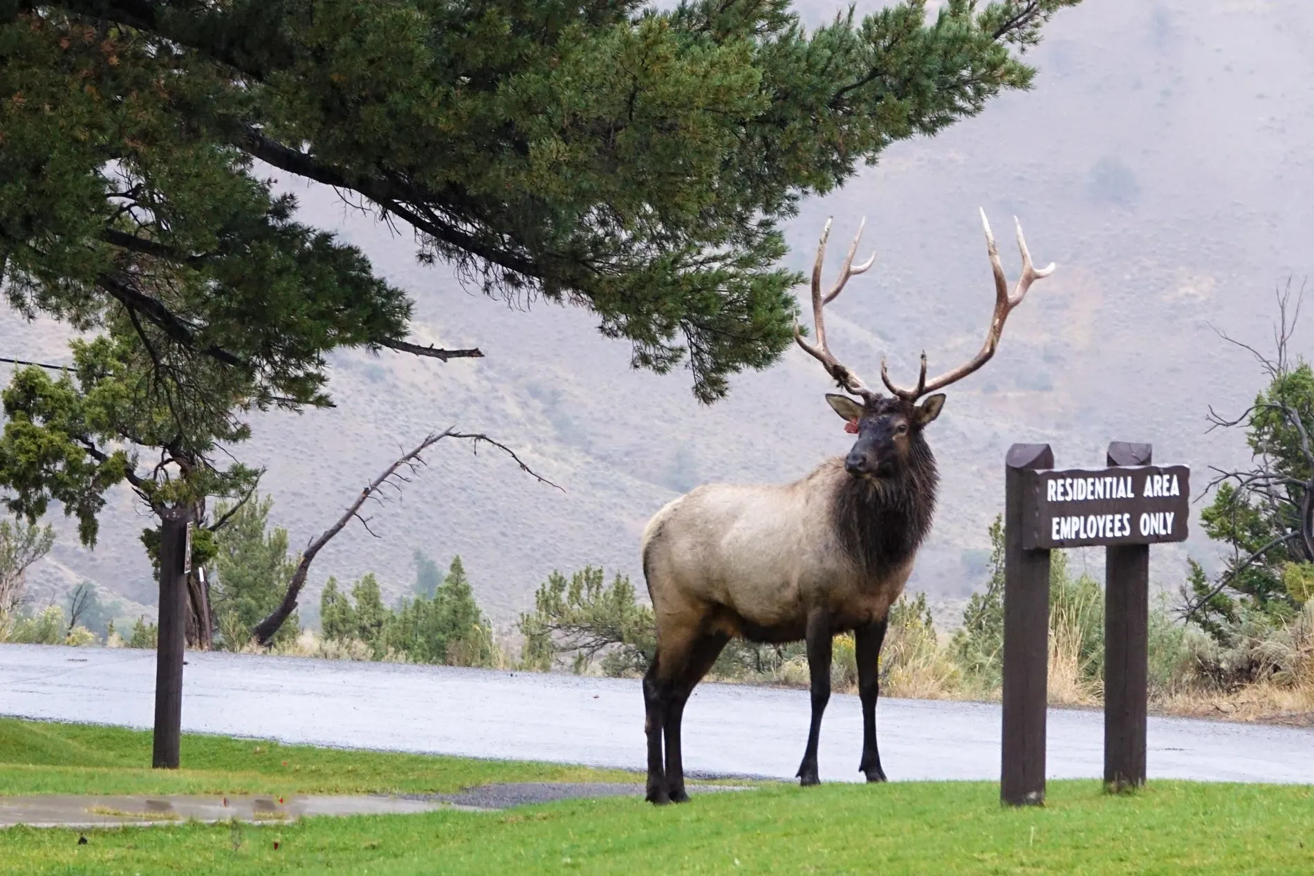 An elk with huge antlers stands next to an “employees only” sign in Mammoth Hot Springs in Yellowstone.