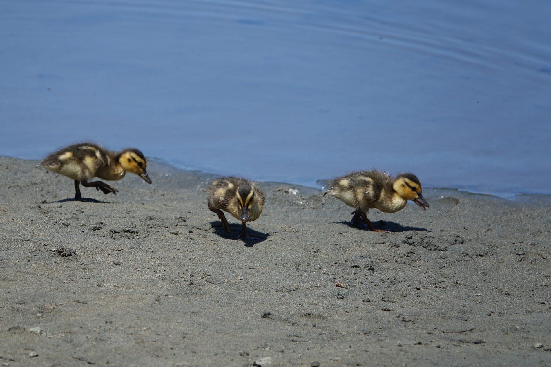 Three newly hatched baby ducks on Mountain Lake beach in San Francisco.