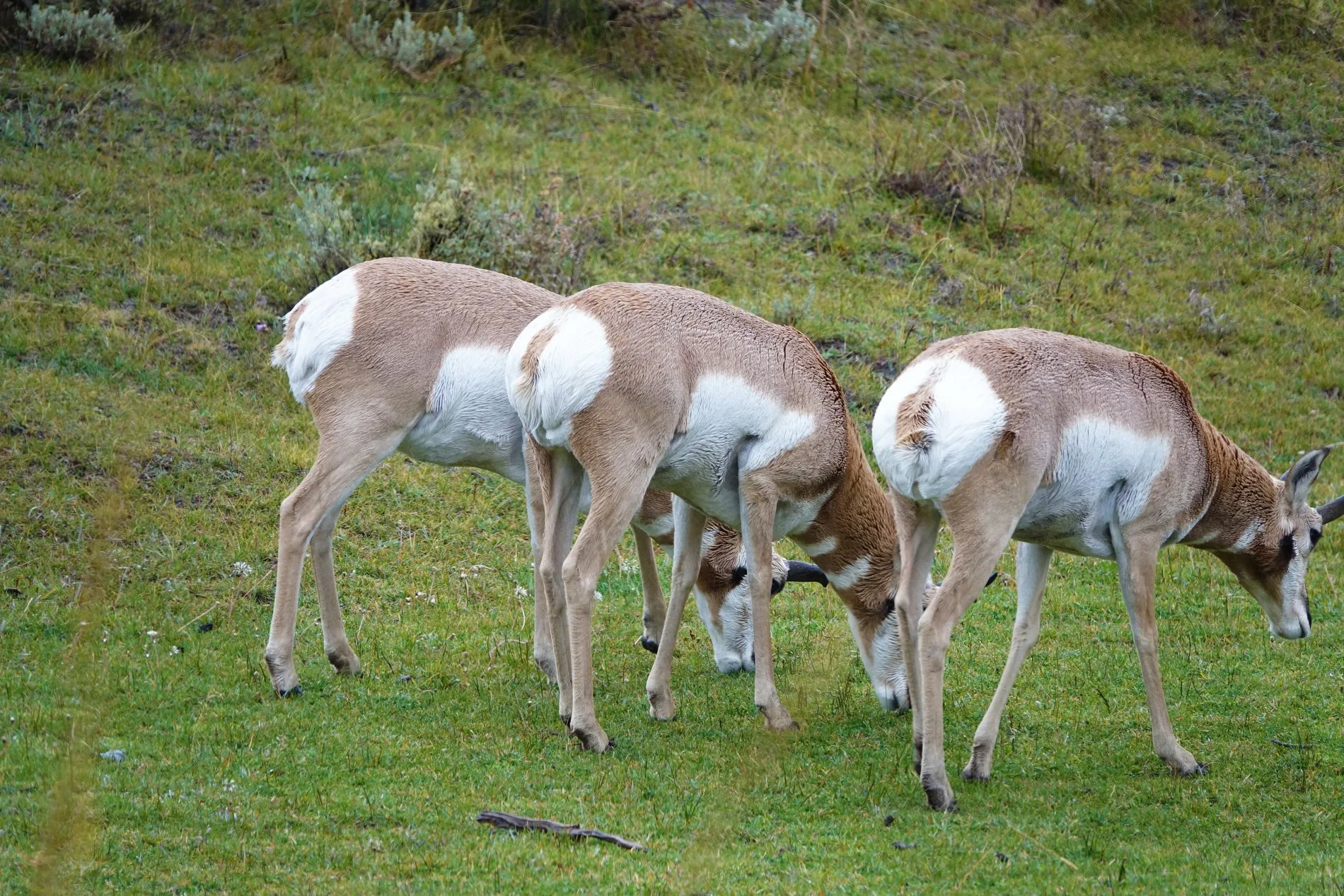 Three pronghorns munching on grass in the Lamar Valley in Yellowstone.