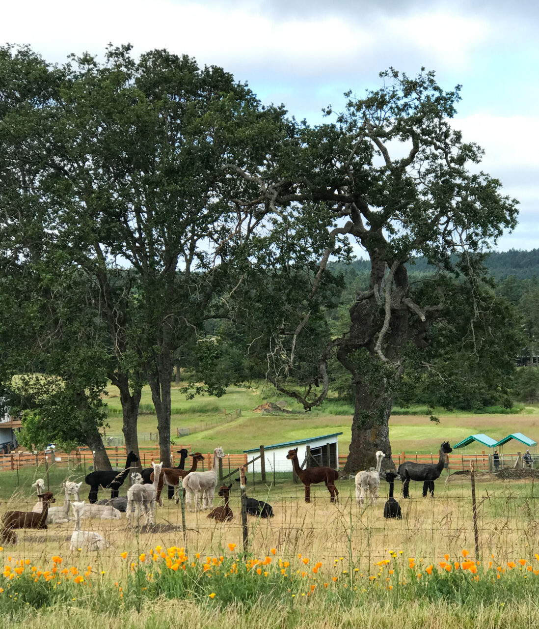 The Alpaca Farm is one of the many artisanal shopping opportunities on San Juan Island.