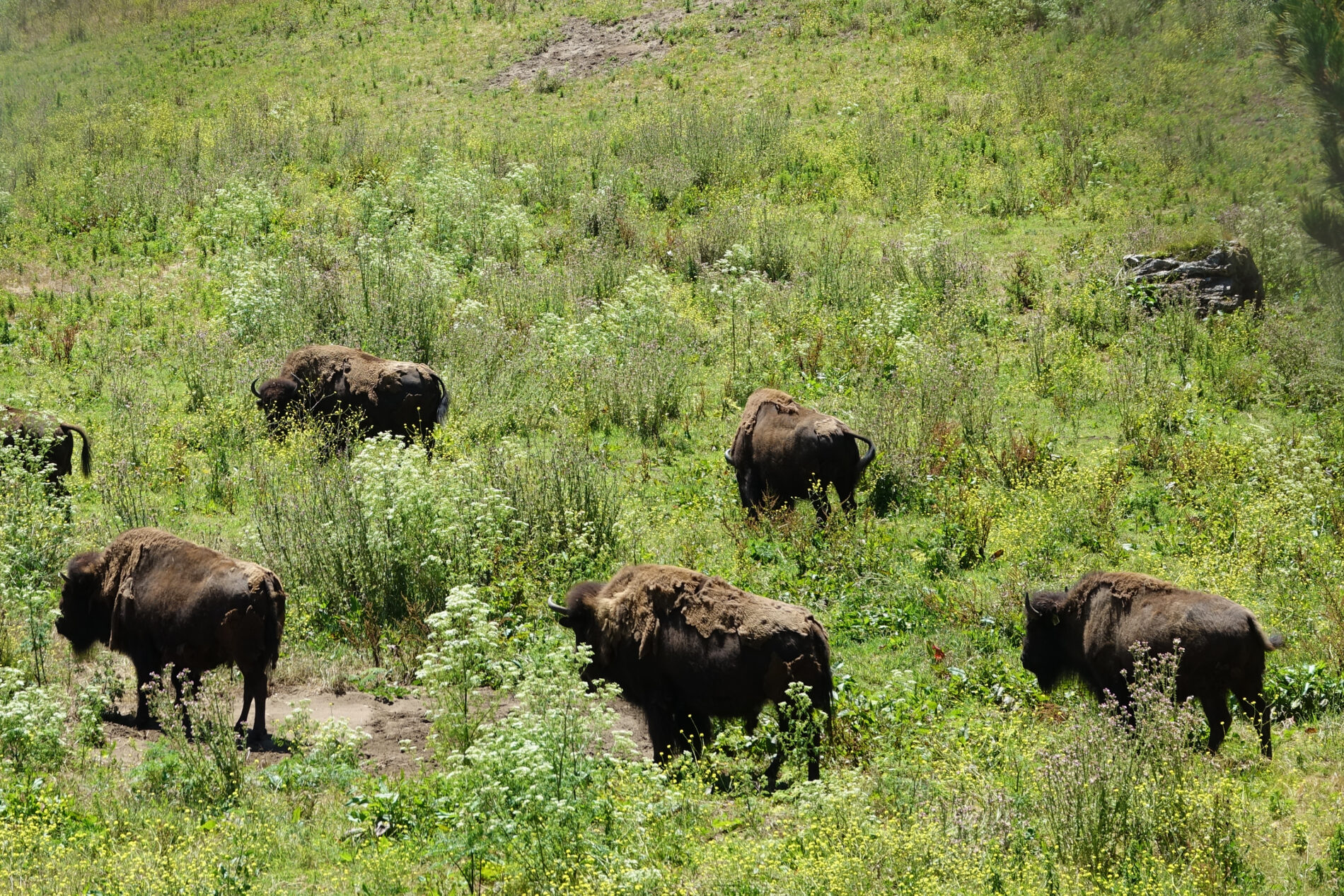 Herd of bison in Golden Gate Park.