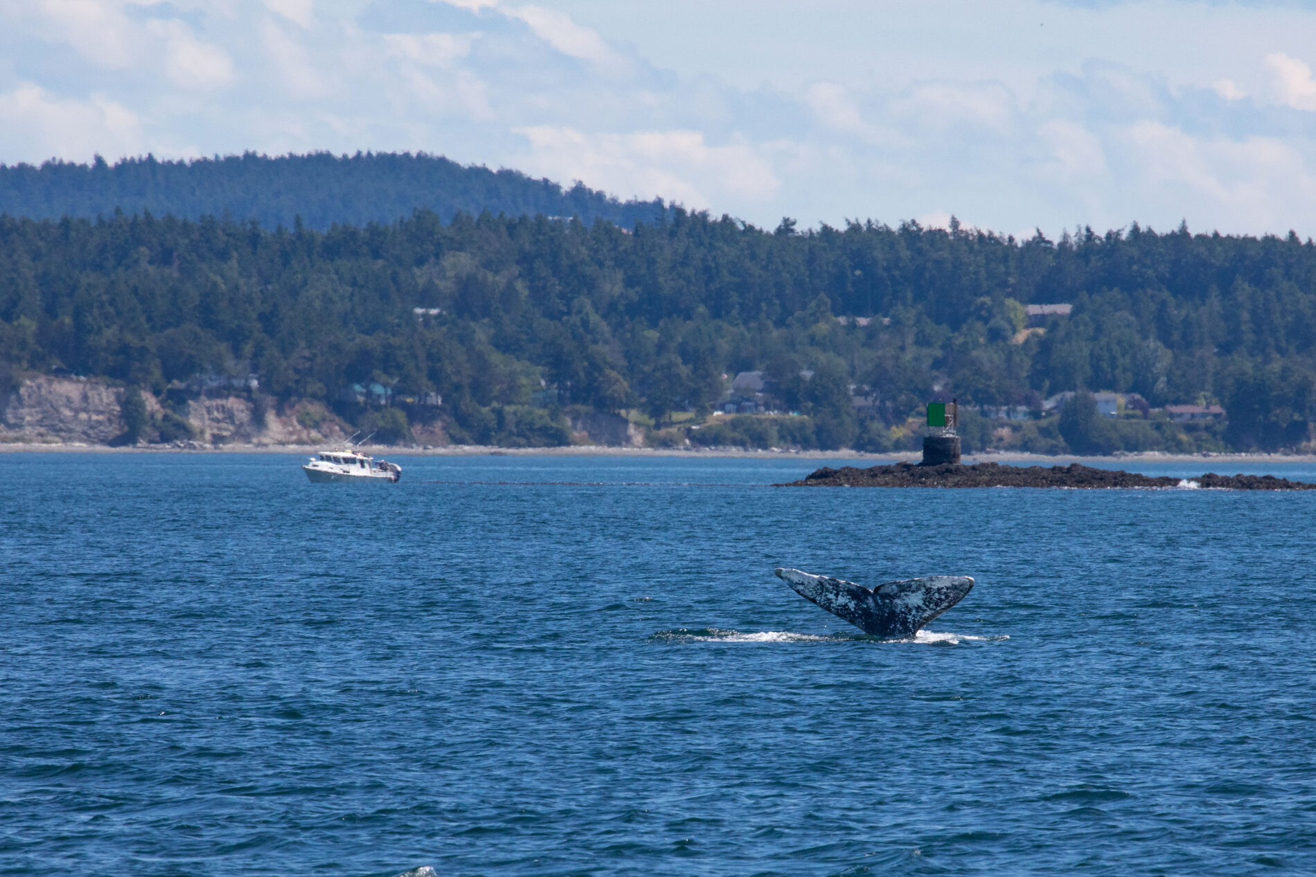 Whale watching in San Juan Islands gives you spectacular views, like this gray whale's tail as it dives for food.