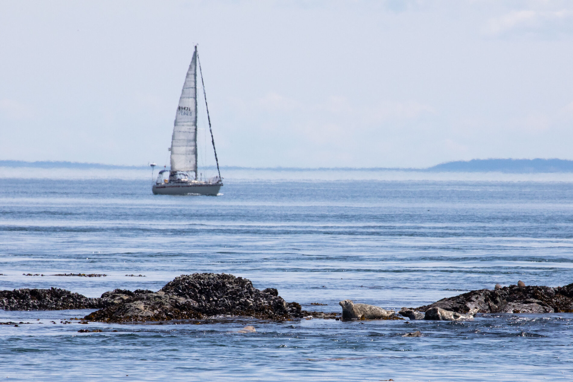 Harbor seals and sea lions bask in the sun and frolic in the Salish Sea.