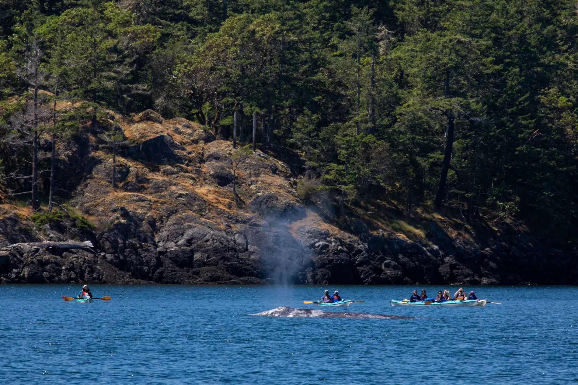 One of the best things to do in San Juan is kayak. These kayakers are treated to an up close sighting of a spouting gray whale.
