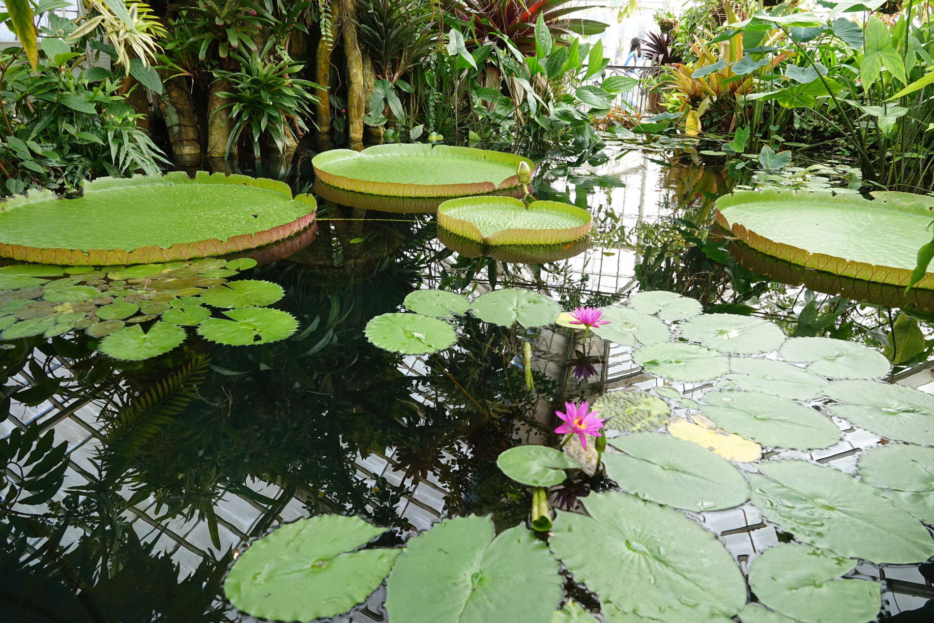Water lilies and giant lily pads in the Conservatory of Flowers in Golden Gate Park.