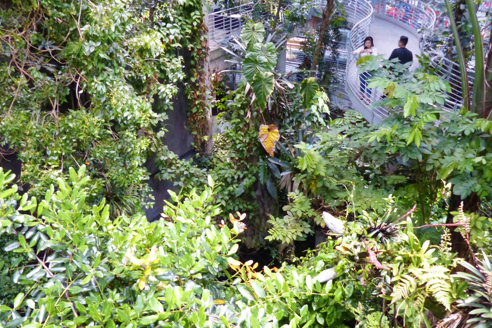 Path winding up and around the 90-foot-high rainforest at the California Academy of Sciences, San Francisco.