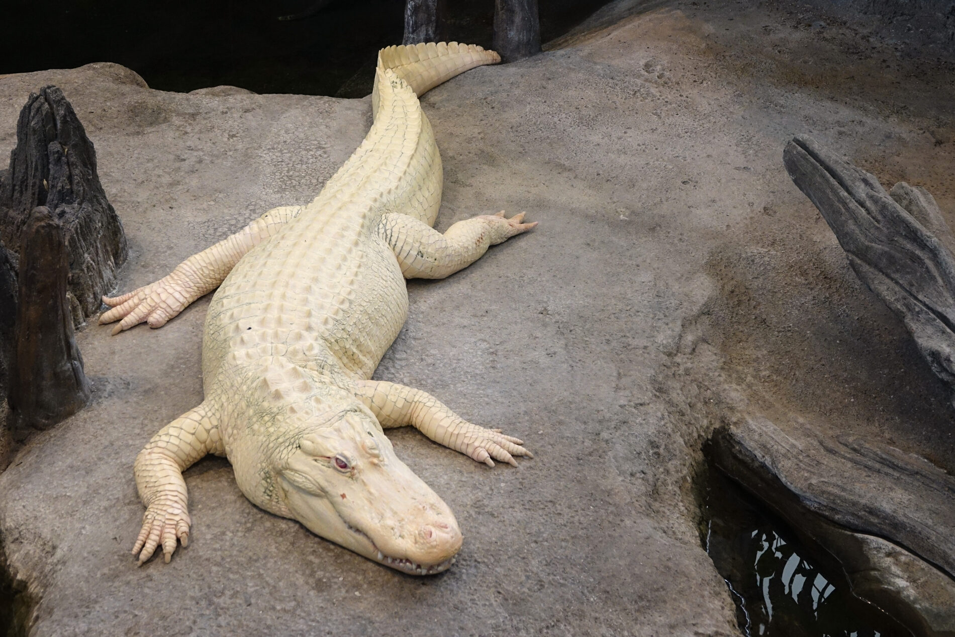 White alligator at the California Academy of Sciences. His name is Claude.