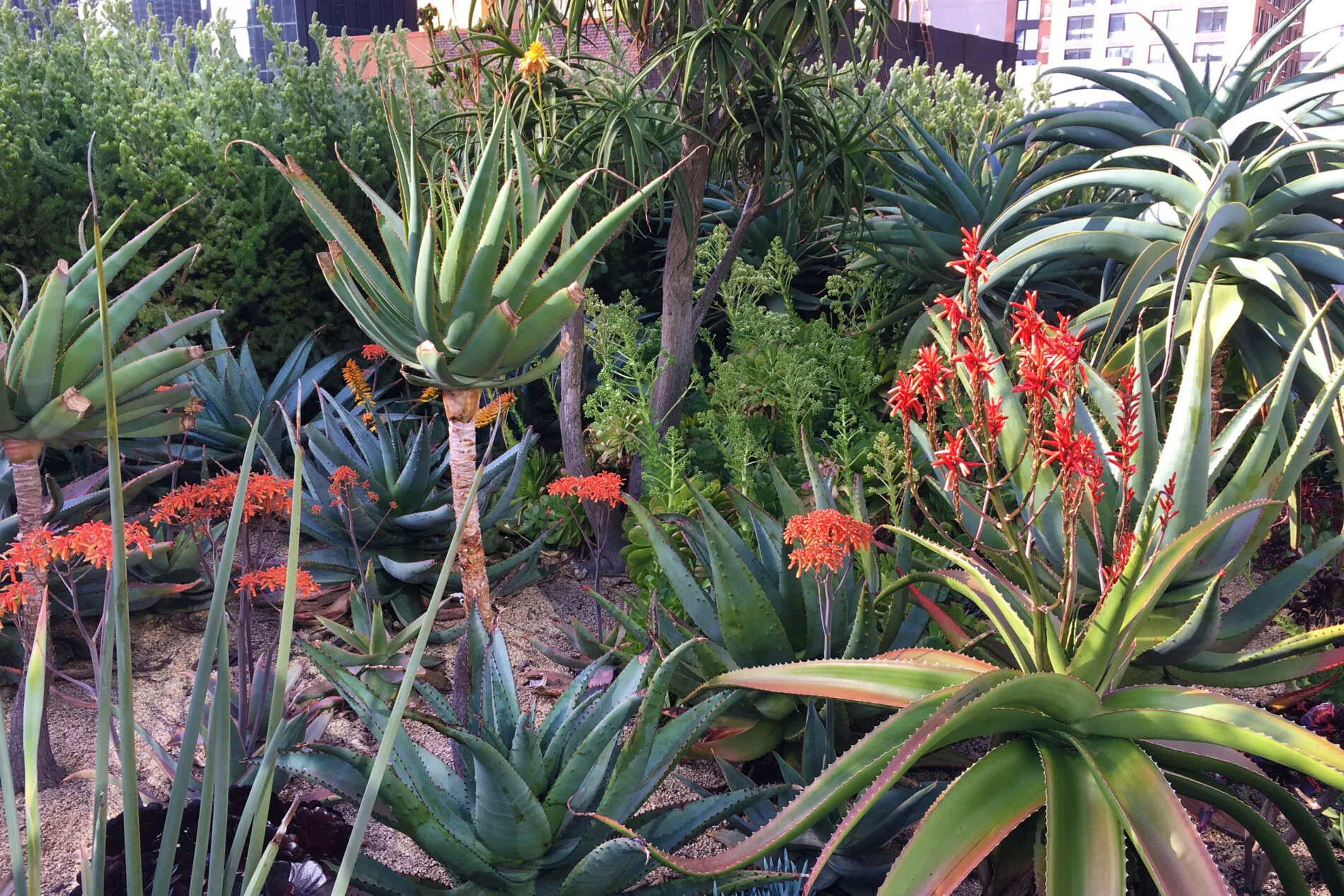 Desert Garden in Salesforce Park on the Transit Center roof in San Francisco. It’s one of 11 gardens in the park.