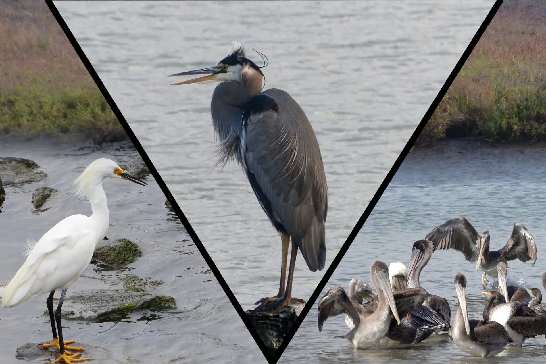 Crissy Marsh bird photos including a Snowy Egret, a Blue Heron, and Brown Pelicans.