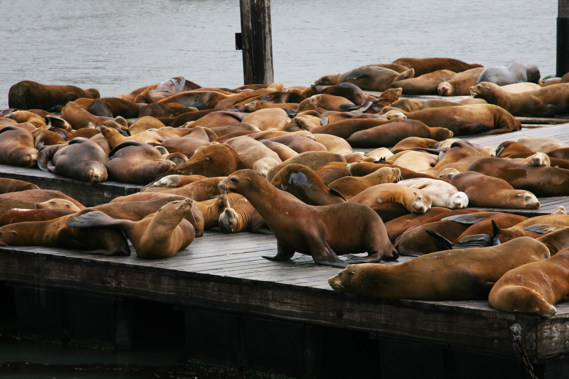 Sea lions on the docks at Pier 39 in San Francisco.