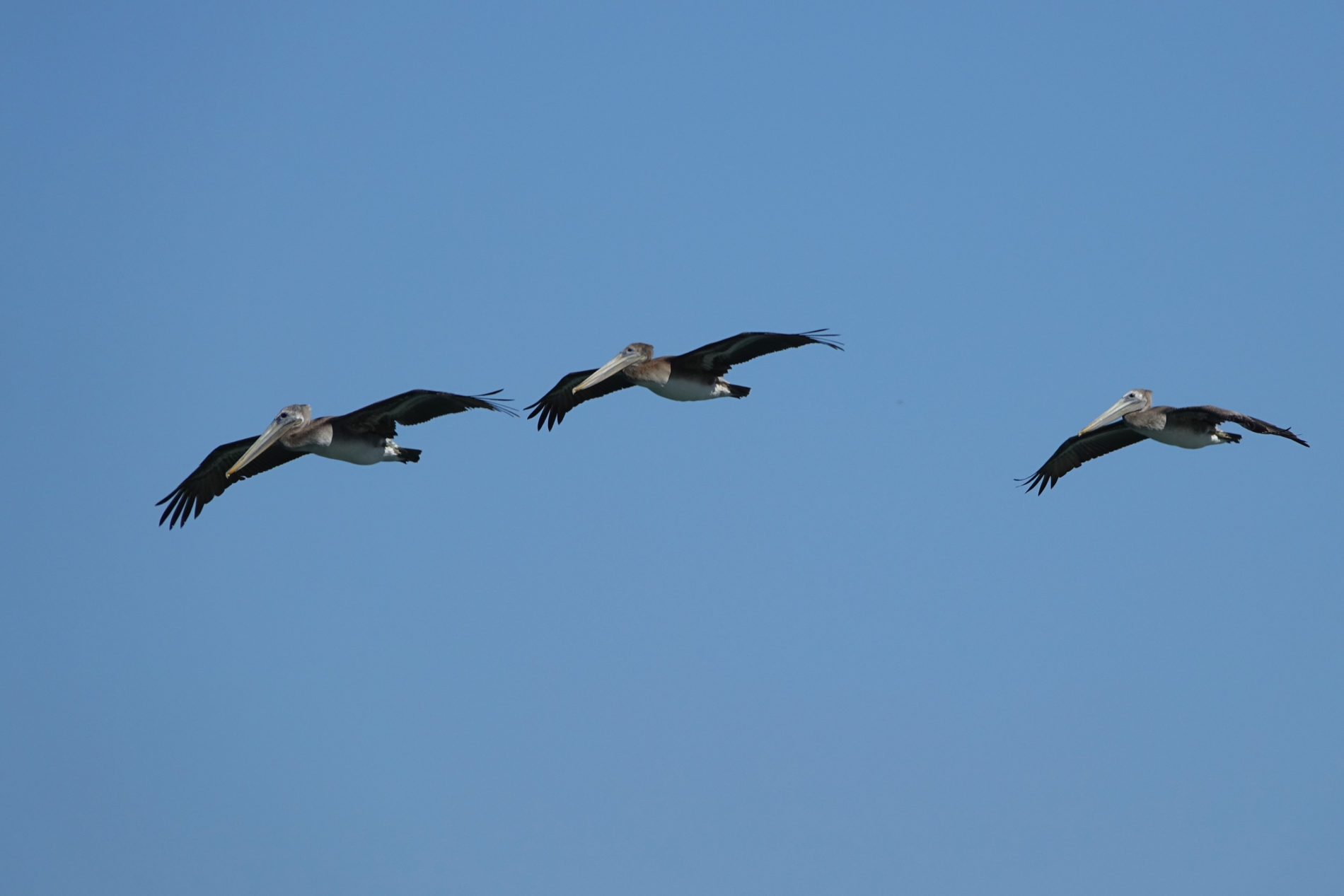 Pelicans flying near Alcatraz. It’s a common sight on San Francisco Bay.