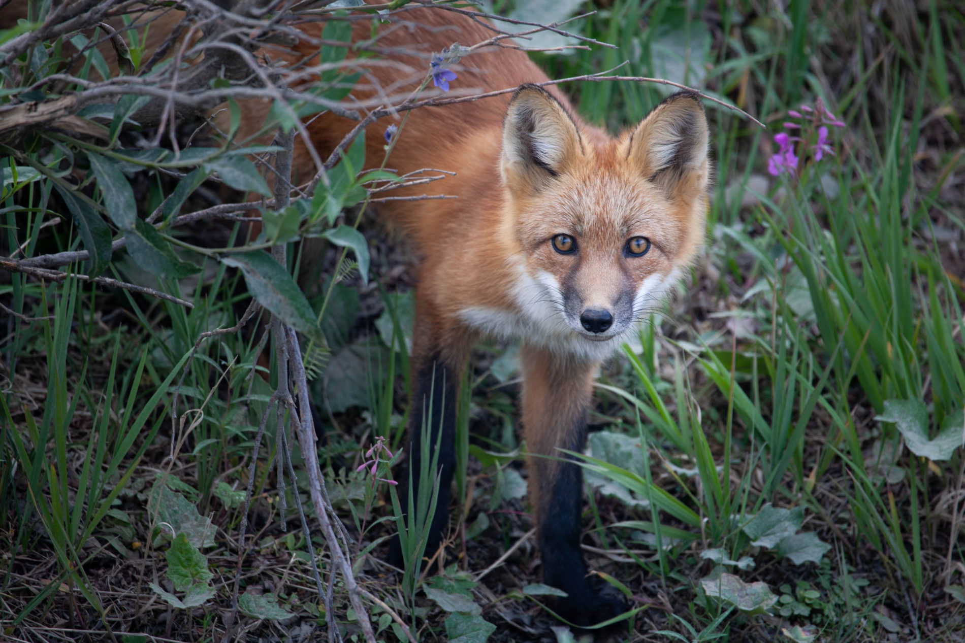 Fox in Denali National Park.