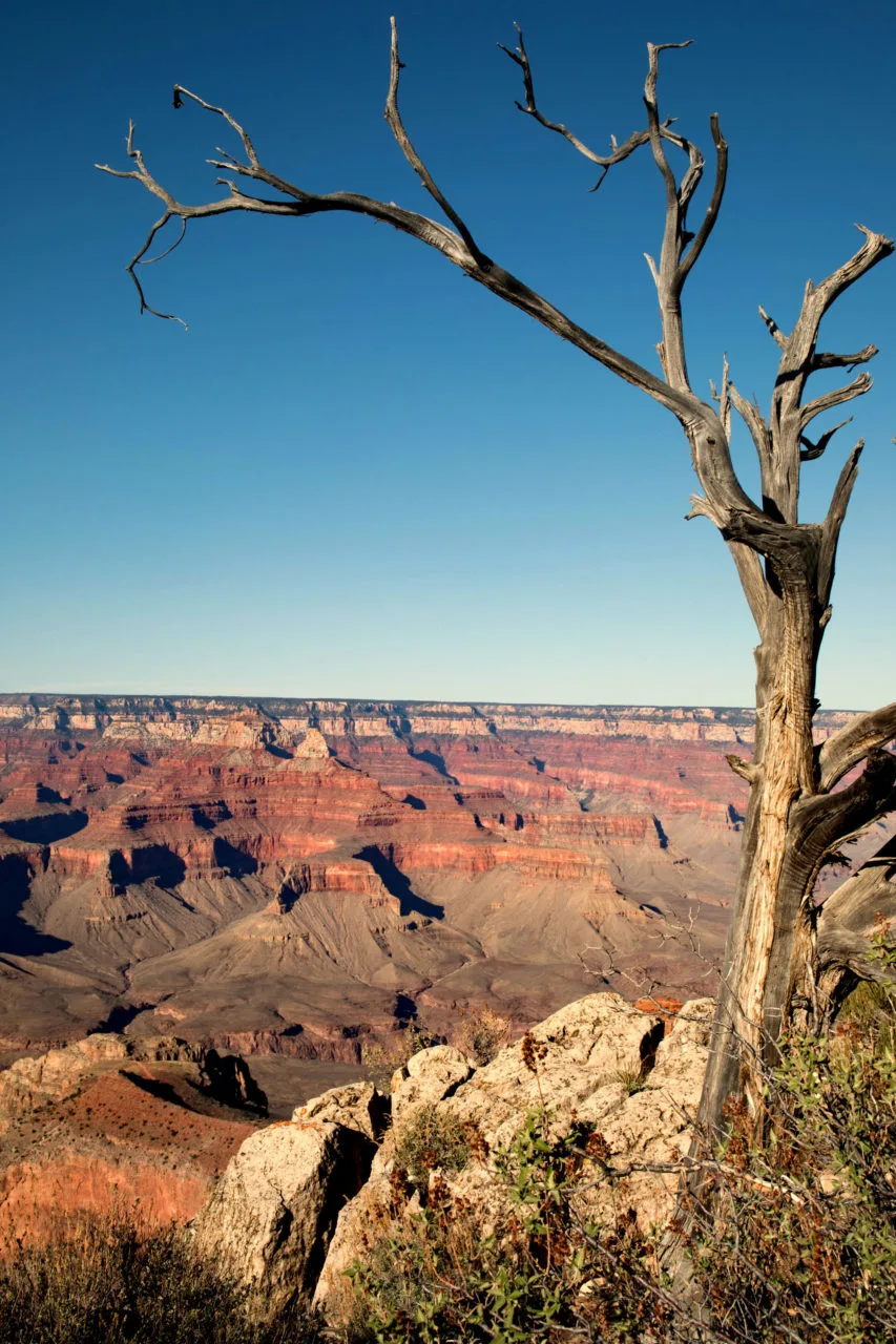 Grand Canyon NP dead tree.