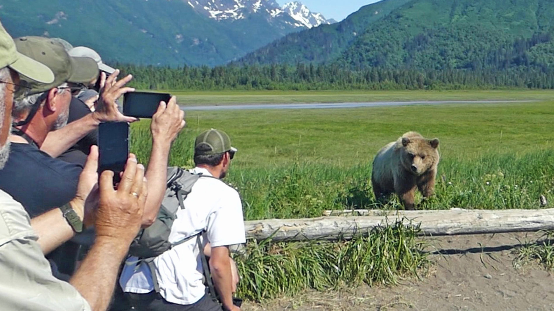 Grizzly at Lake Clark National park.
