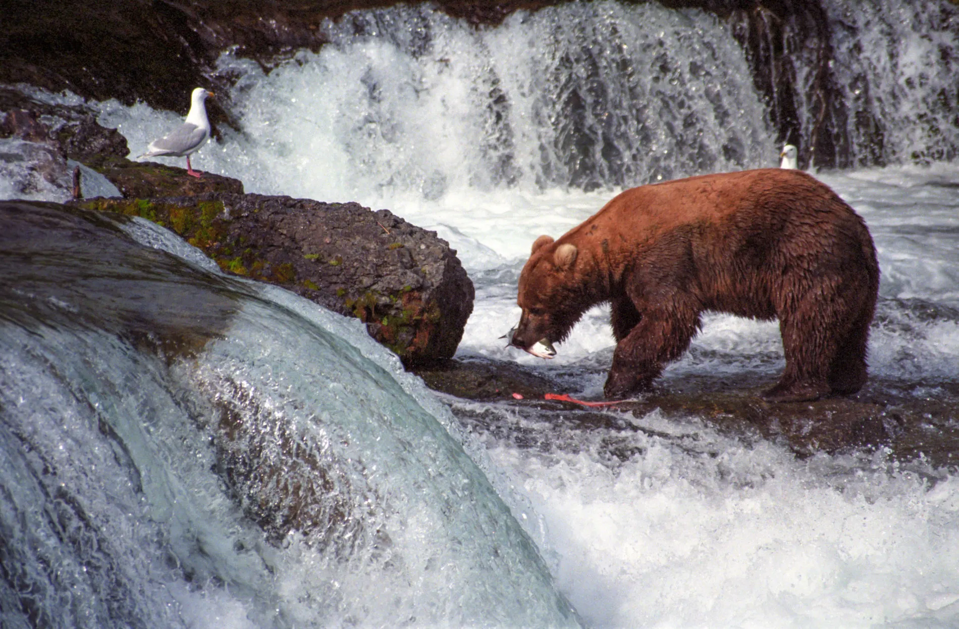 Bear eating salmon at Katmai National Park.
