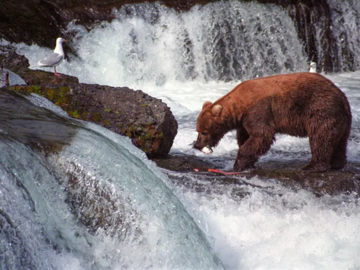 Bear eating salmon at Katmai National Park.