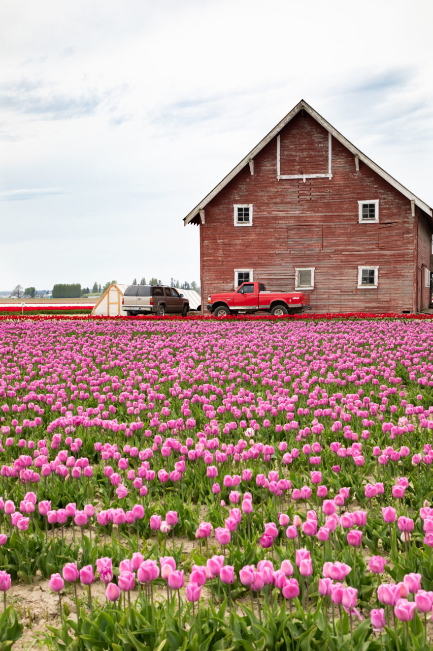 Pink tulips in front of a red barn during the Washington Tulip Festival.