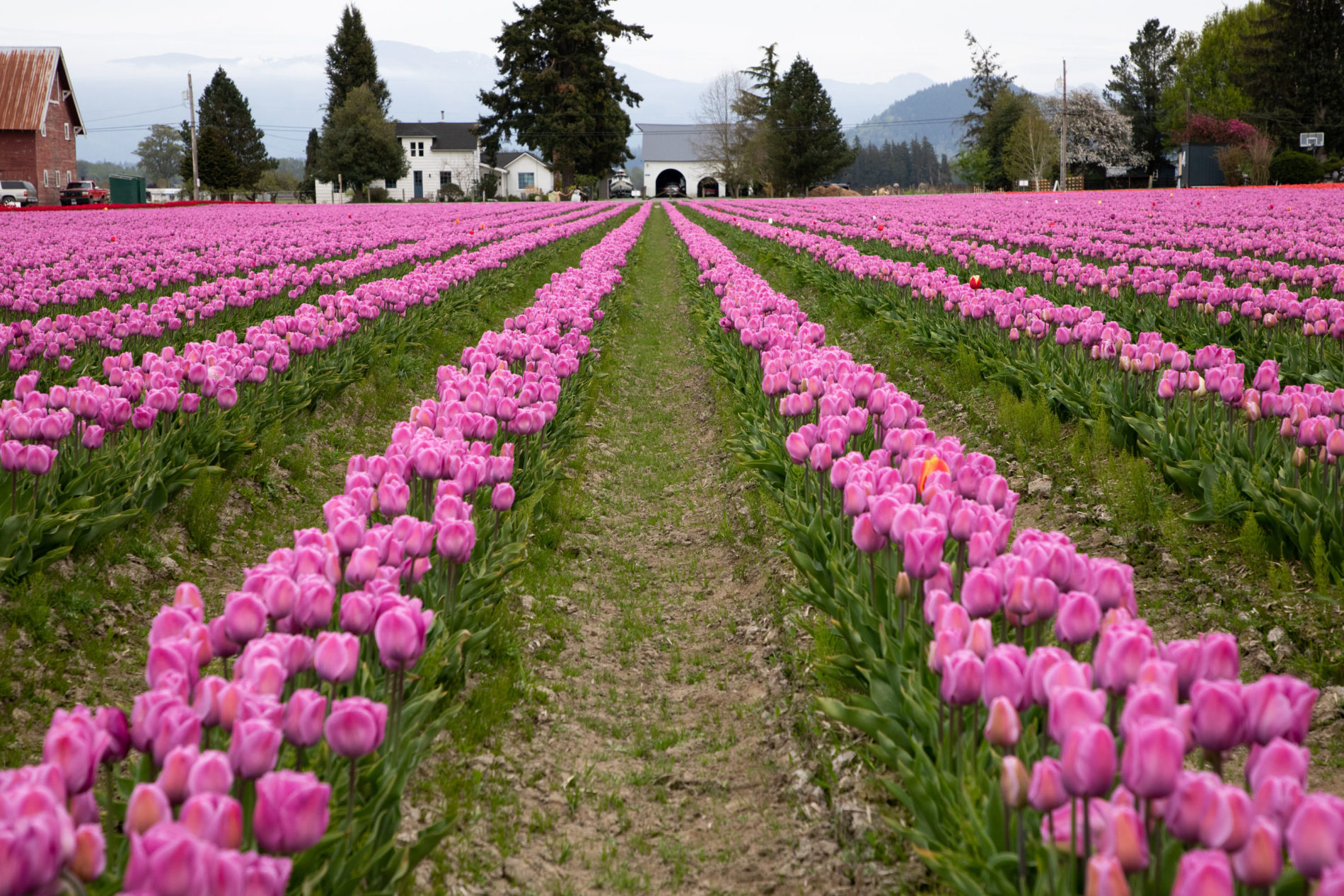 Bright lavender tulips lead up to a beautiful white farmhouse in Skagit Valley.