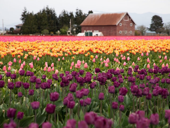 All colors of tulip fields in Washington.