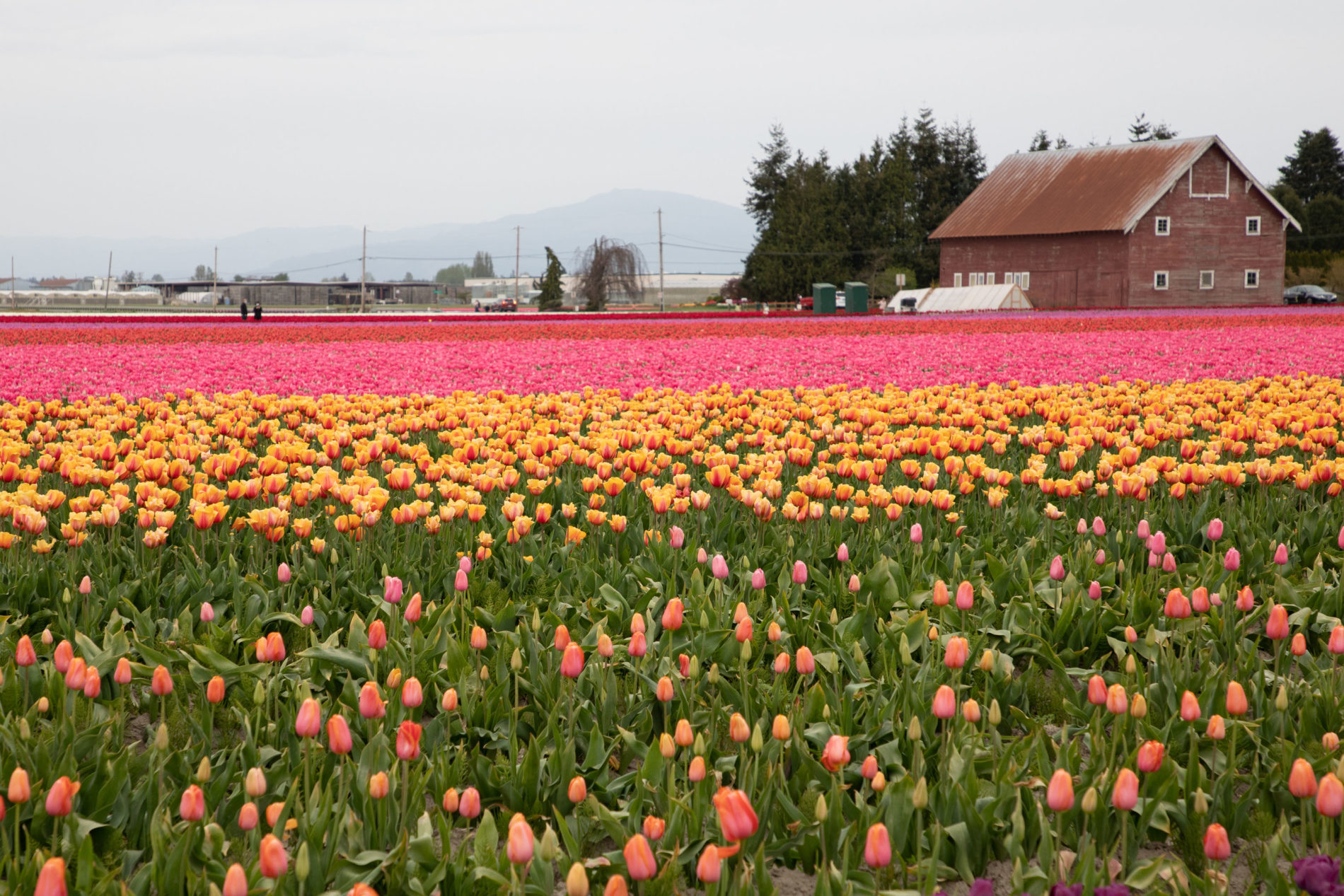 Tulip fields of Skagit Valley Washington.