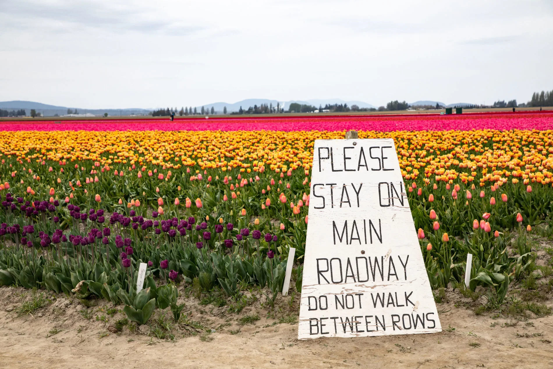 A rules sign - Skagit Valley Tulip Festival.