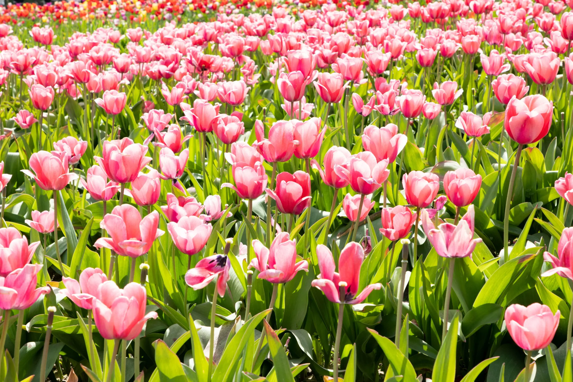 Pink tulip fields, Skagit Valley Tulip Festival.