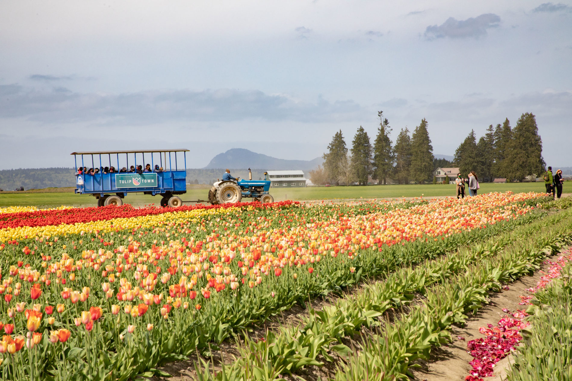 Many people opt to get a higher view and ride the trolley around the tulip fields during the festival.