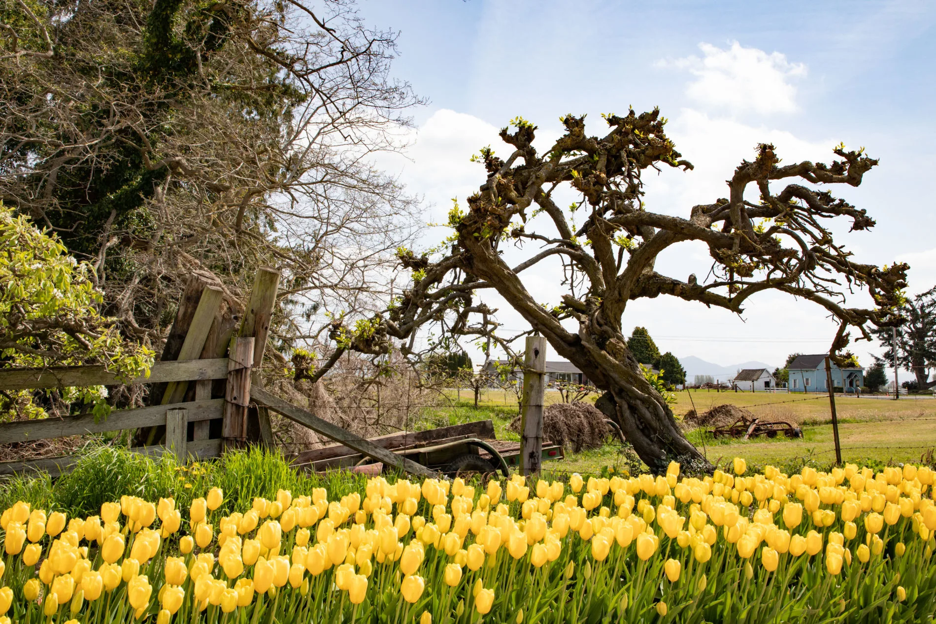 Yellow tulips and gnarled tree during the Washington tulip festival near seattle.