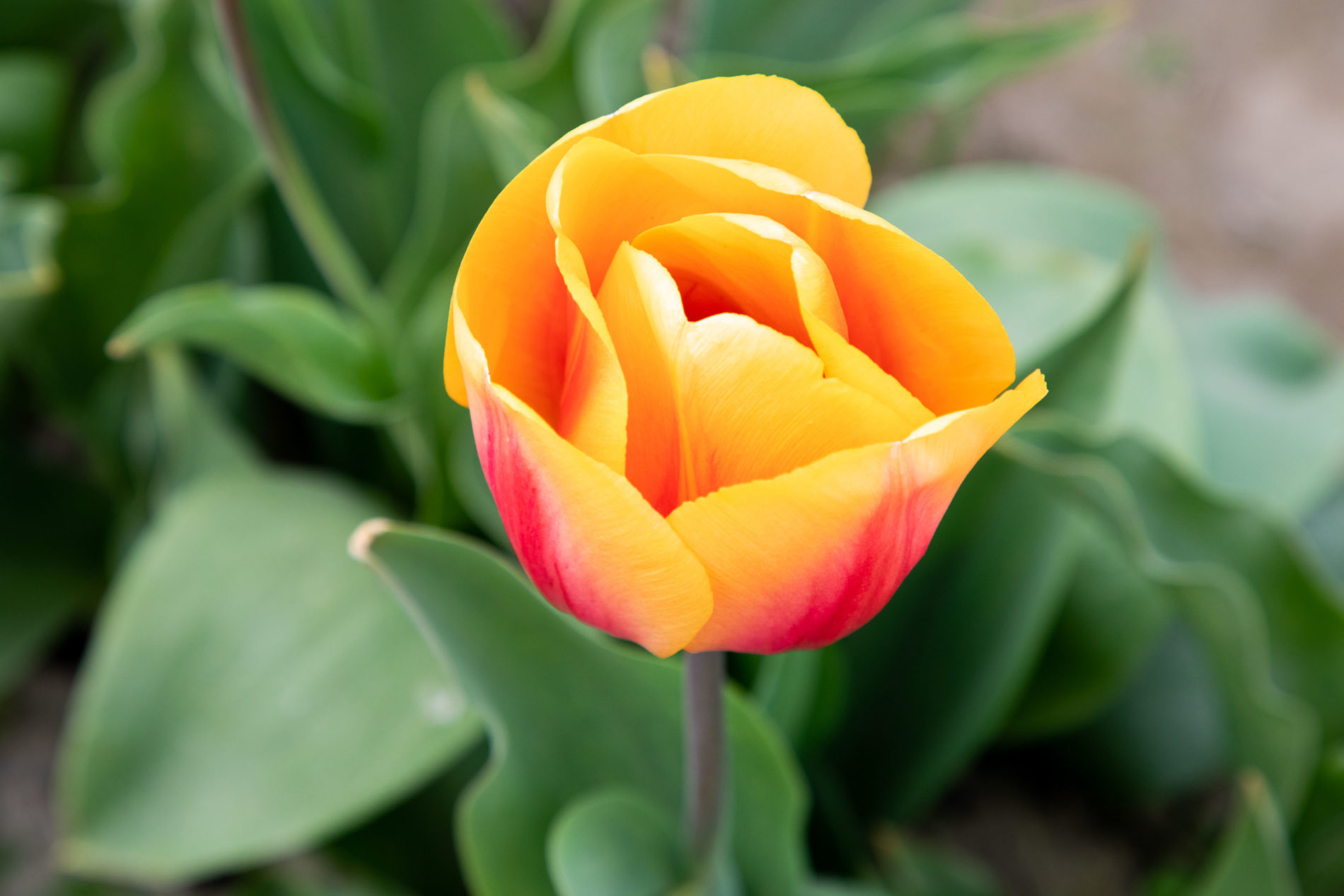 A yellow and red tulip.
