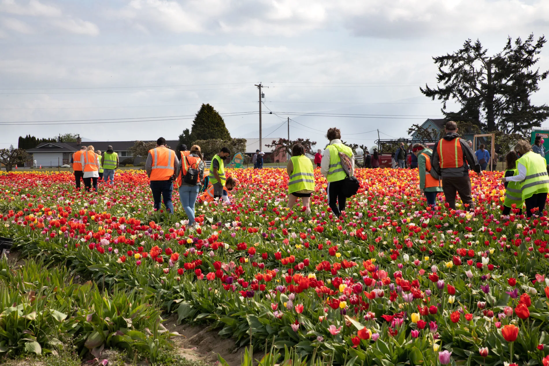 A tour group learning all about the process of tulips in Skagit Valley.