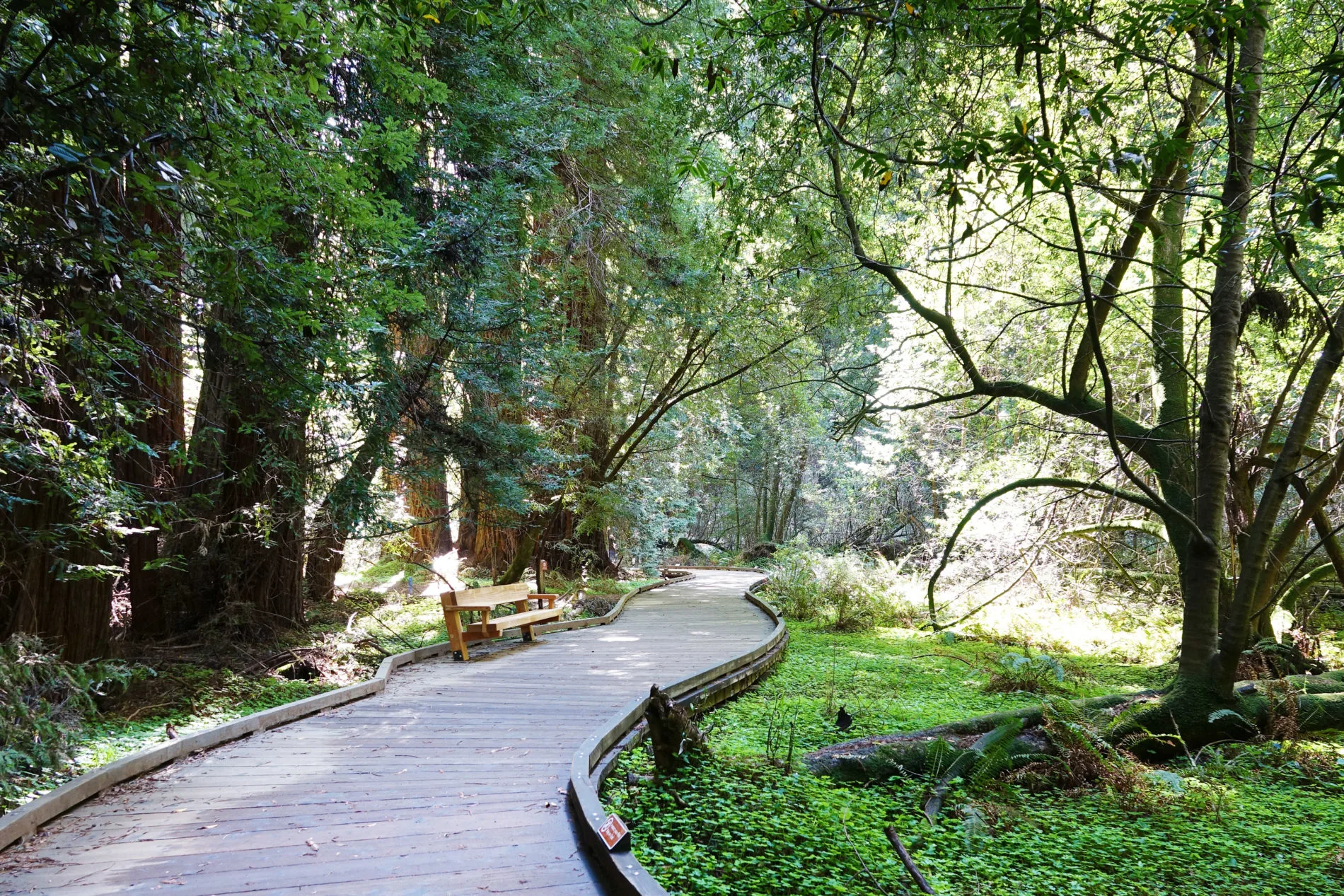 A comfortable bench along the winding boardwalk in Muir Woods.