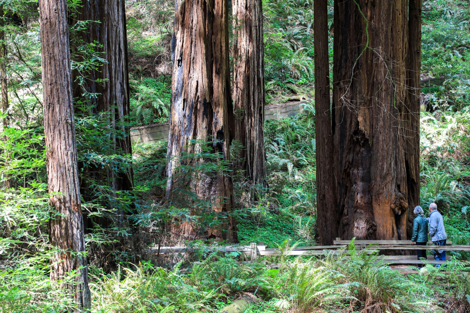 Visitors on the Redwood Creek Trail, pass within arms-length of giant old growth redwoods.