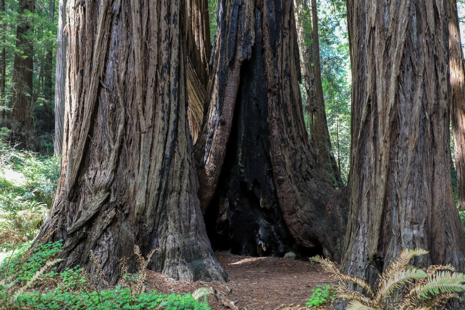 A cluster of old-growth redwood trees. They tend to grow in clusters called family circles.