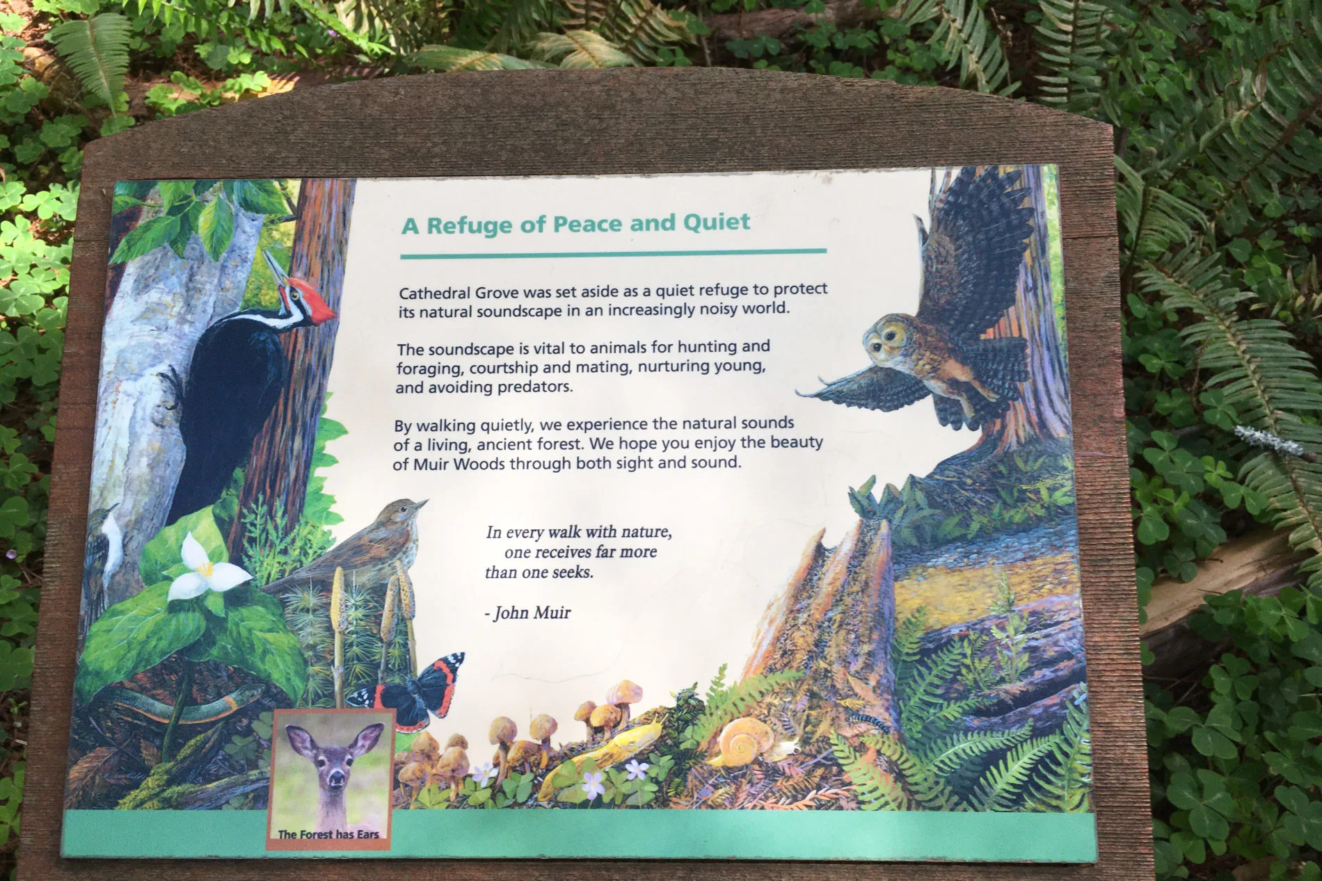 A sign in Cathedral Grove in Muir Woods suggests walking quietly and listening to the sounds of nature.
