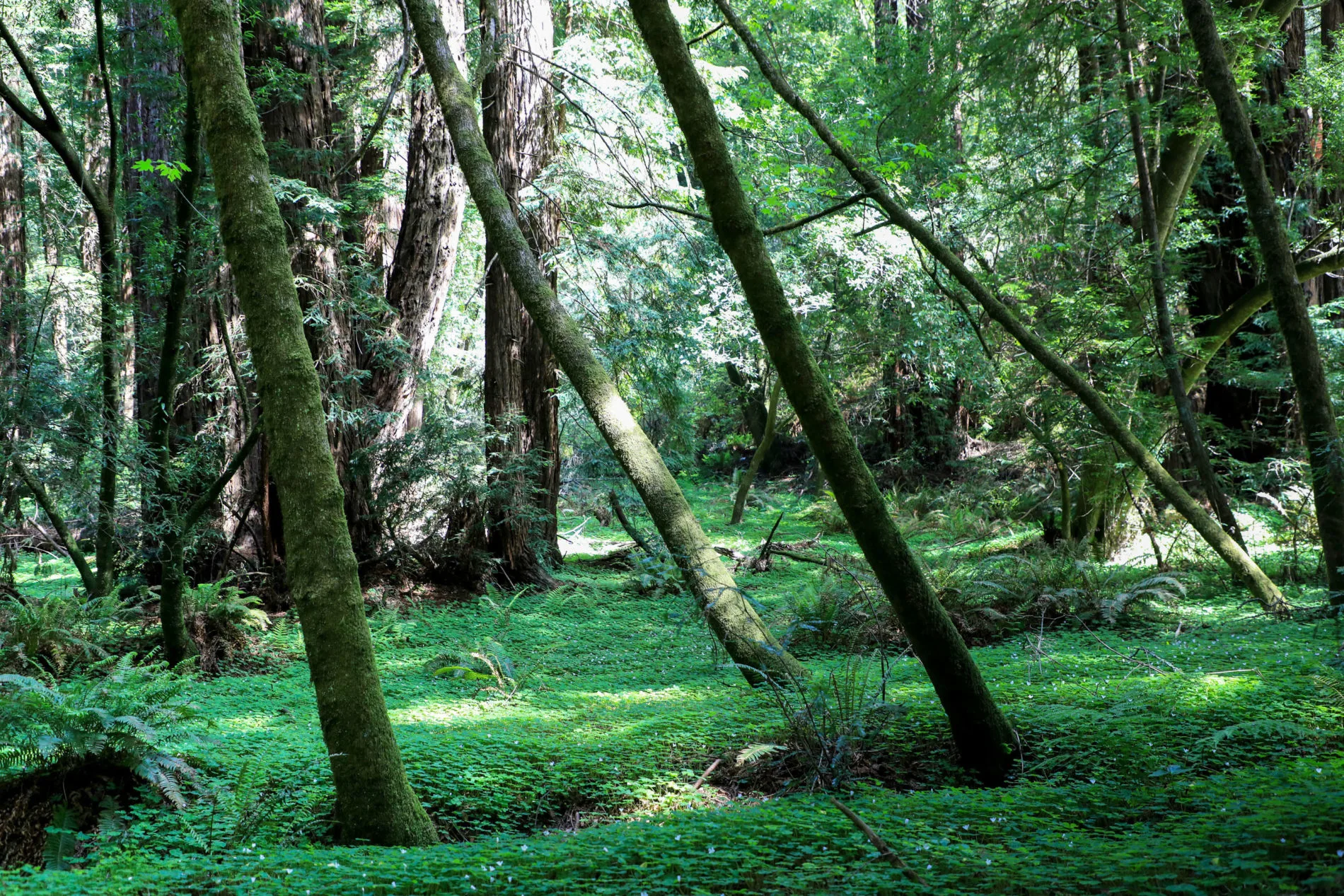 The forest floor is blanketed with redwood sorrel, a ground cover with small pink flowers and leaves similar to clover.