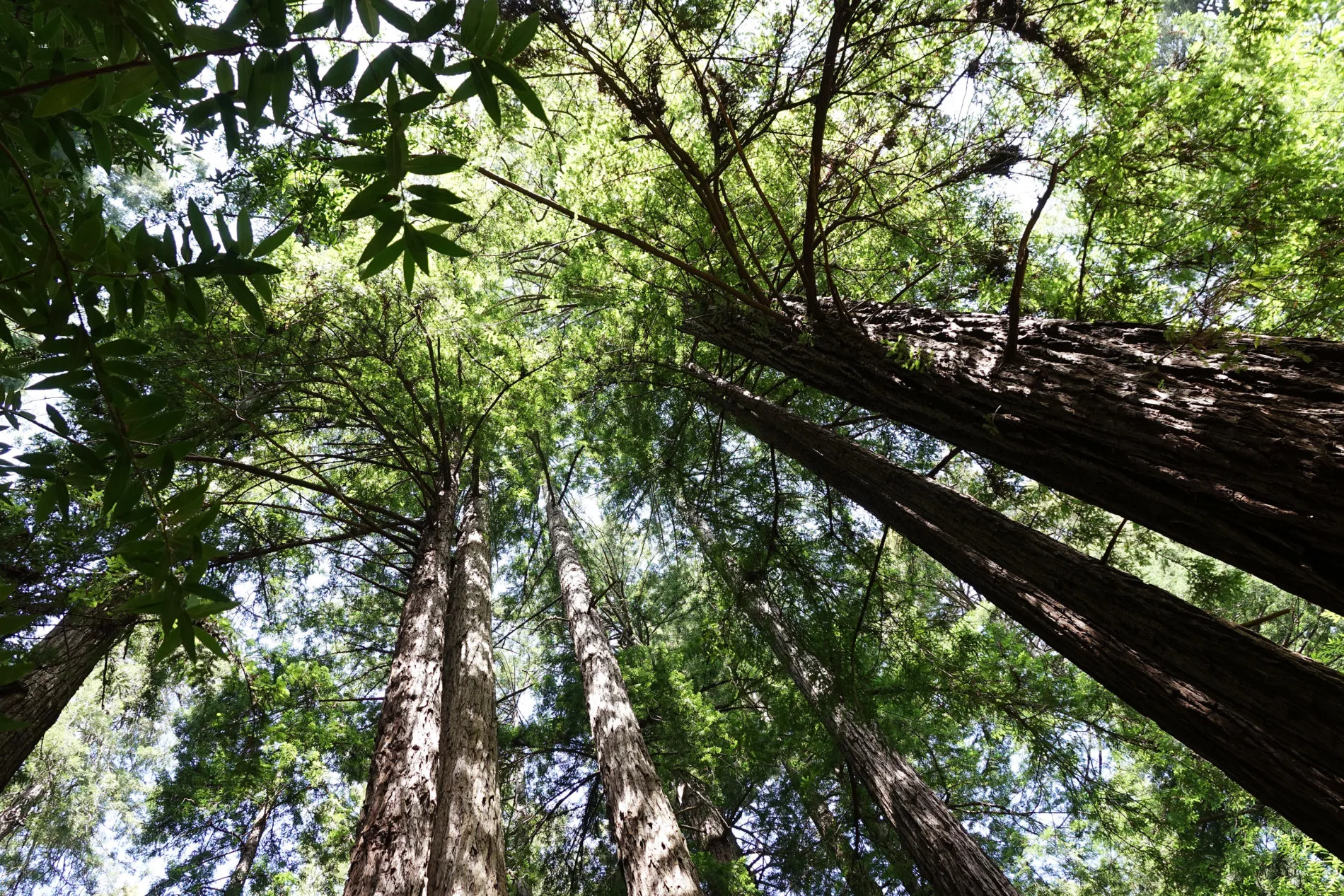 Looking up at the forest canopy at Muir Woods National Monument.