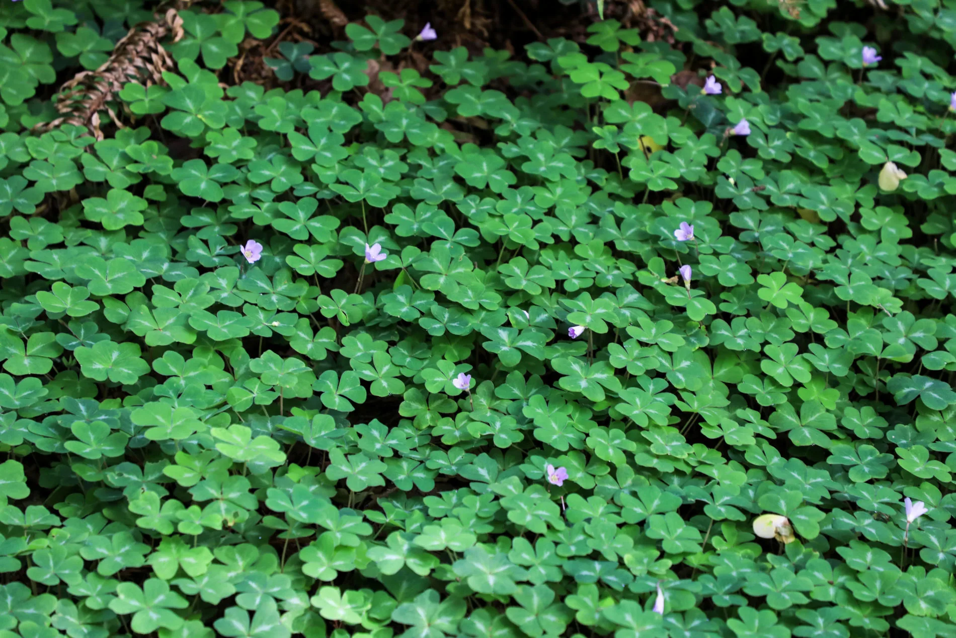 Redwood sorrel on the forest floor. It’s a ground cover with small pink flowers and leaves similar to clover.
