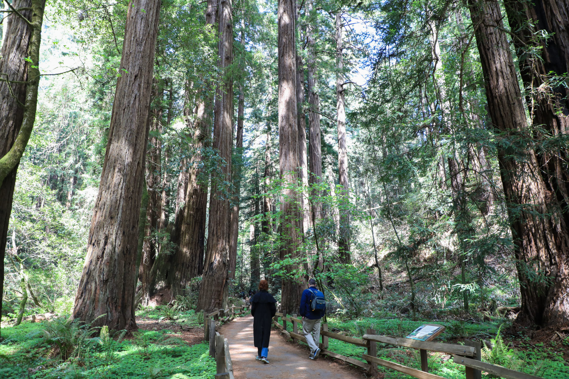 Section of the trail in Muir Woods with an interpretive sign in the lower right corner.