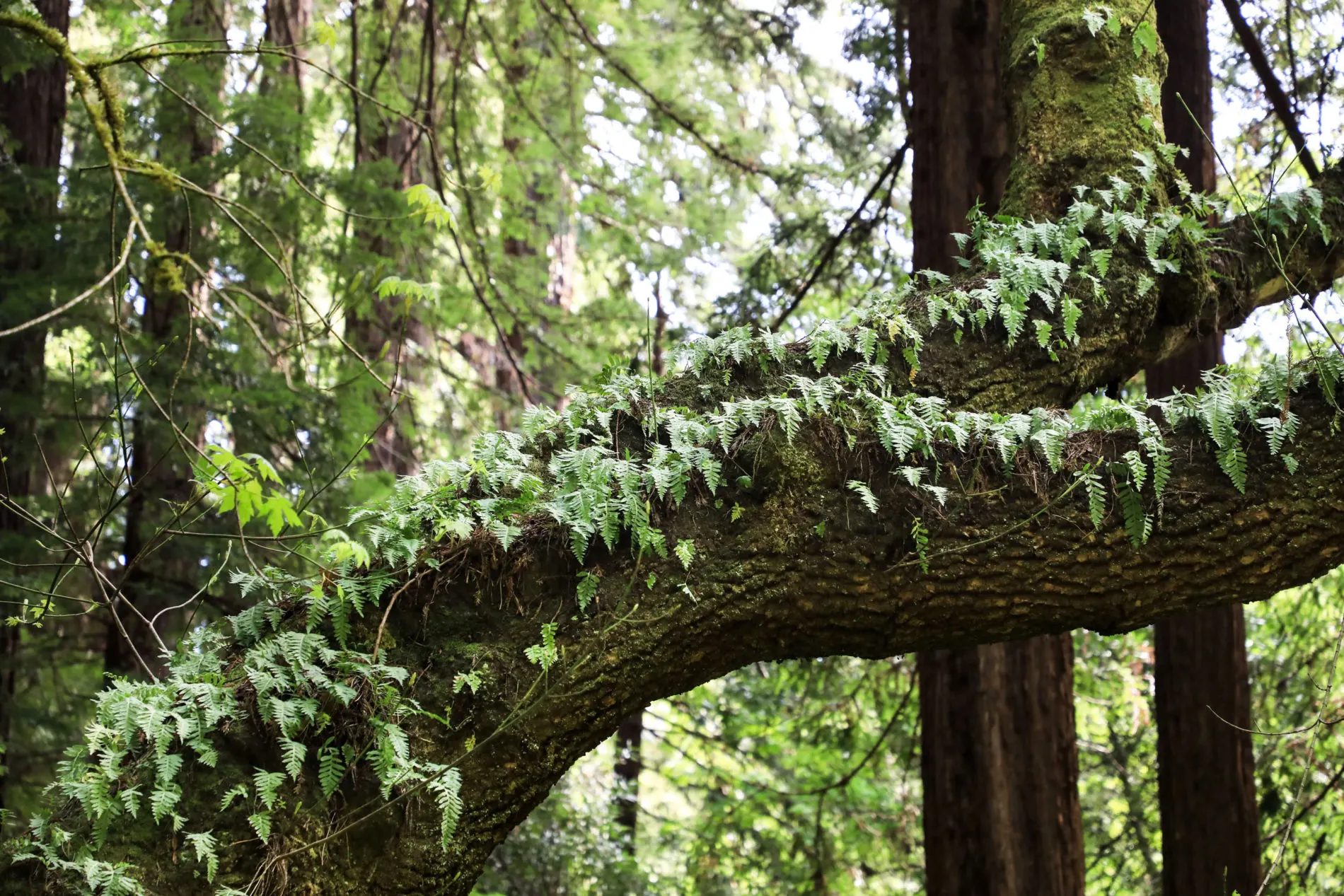 Moss and ferns growing on the tree limbs in Muir Woods National Monument.