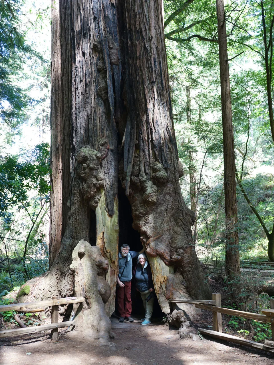 Visitors standing inside a huge hollowed-out redwood.