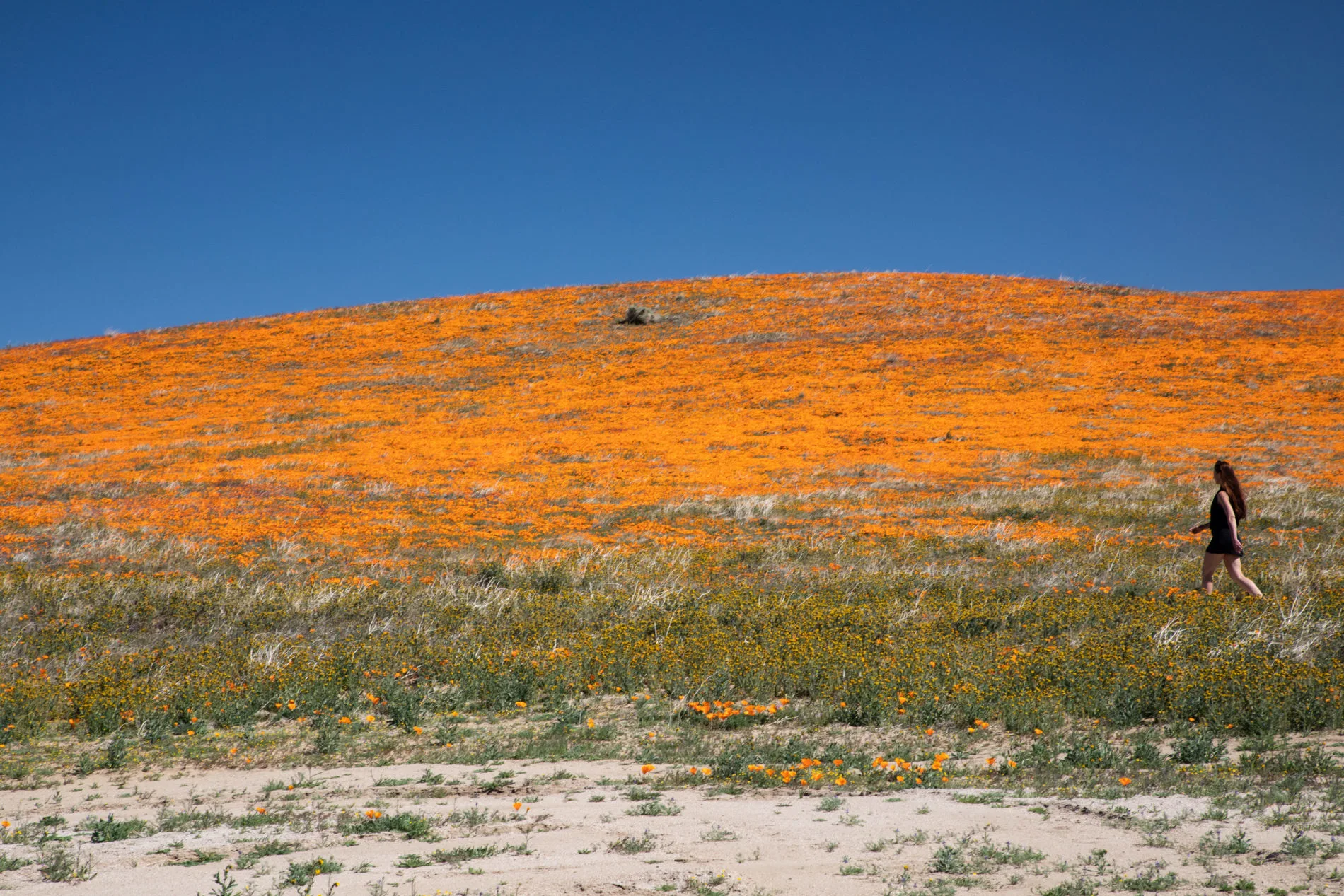 A girl walks through thousands of California poppies at the California Poppy Reserve in Lancaster, CA.