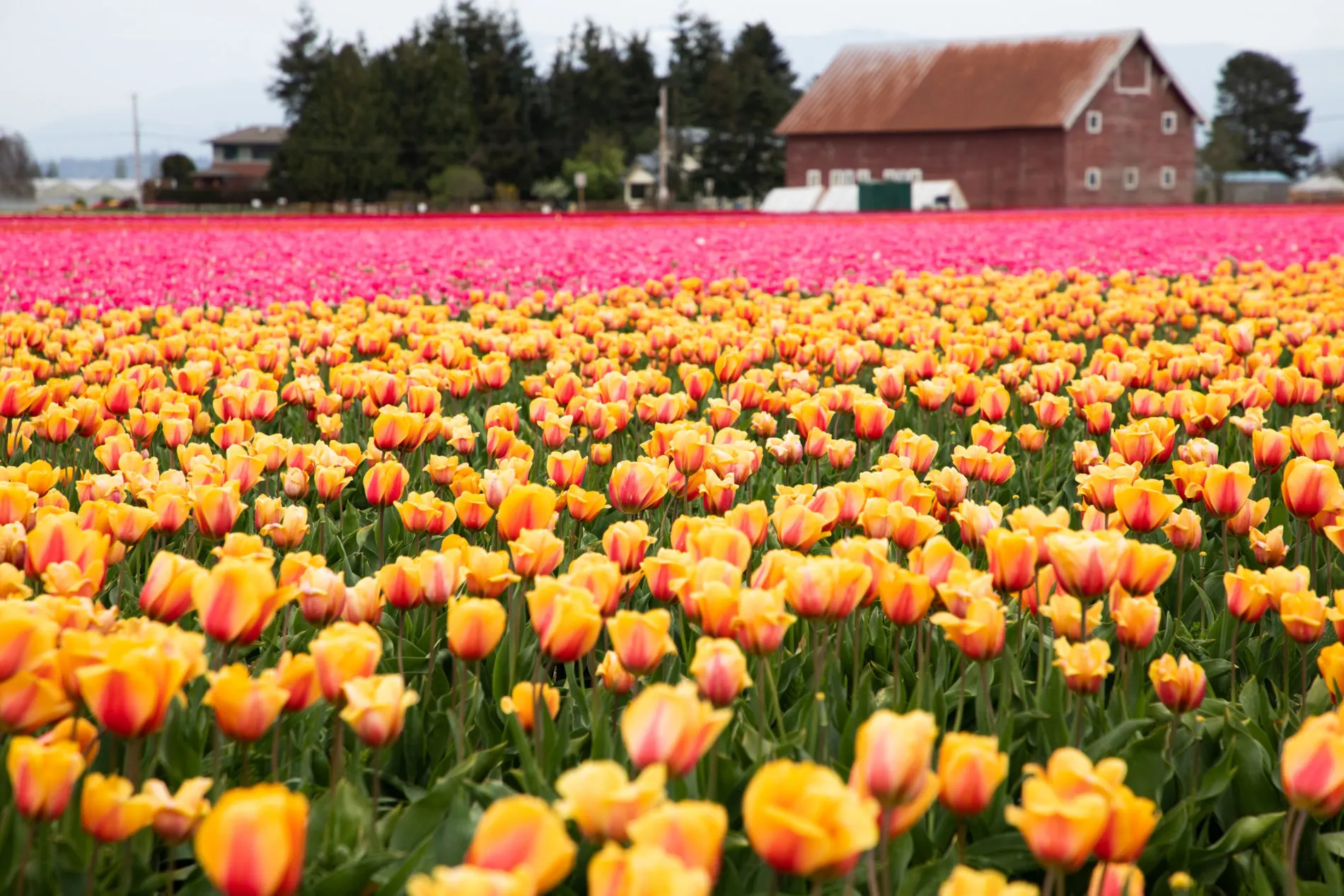 Skagit Valley Tulip Festival, Washington.
