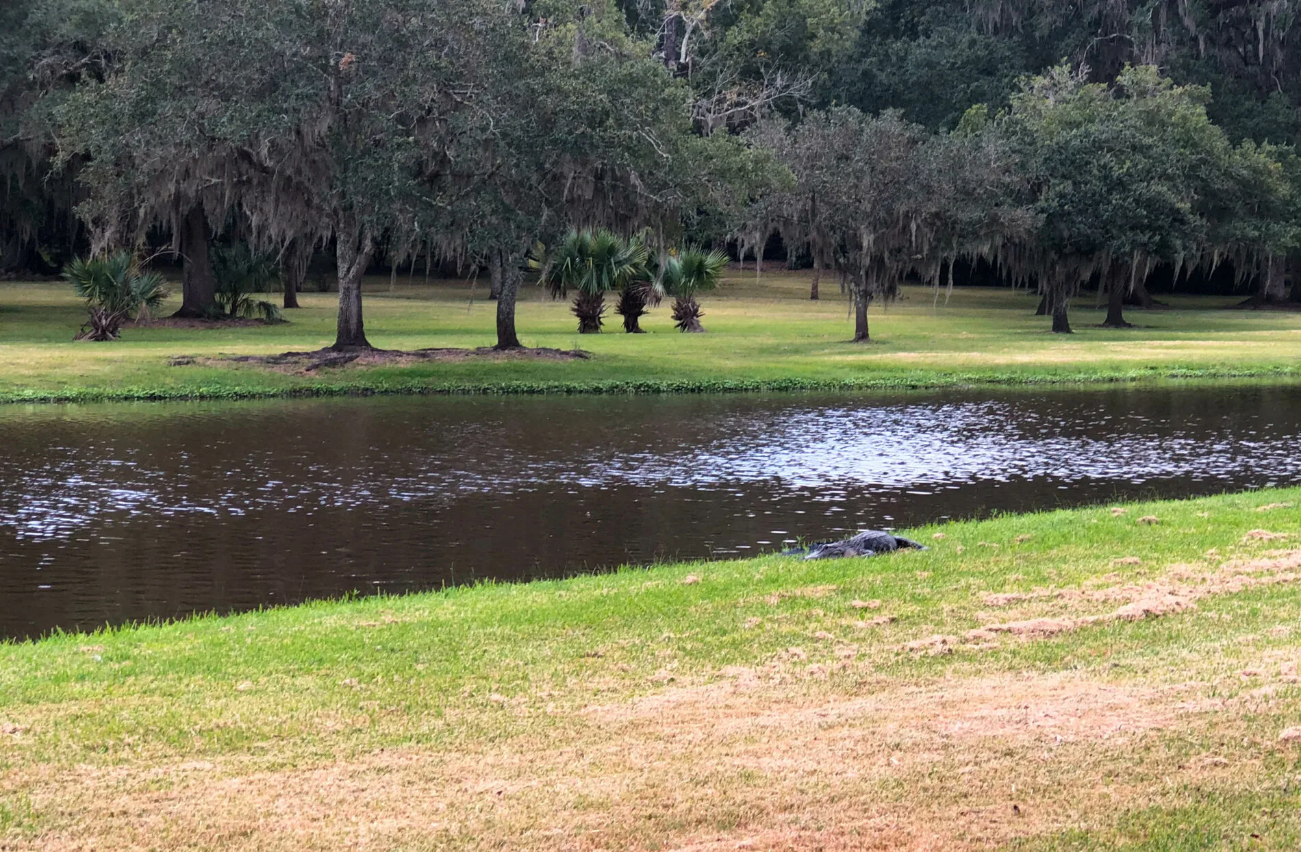 An alligator sunning on the bank of a bayou in Avery Island’s Jungle Garden.