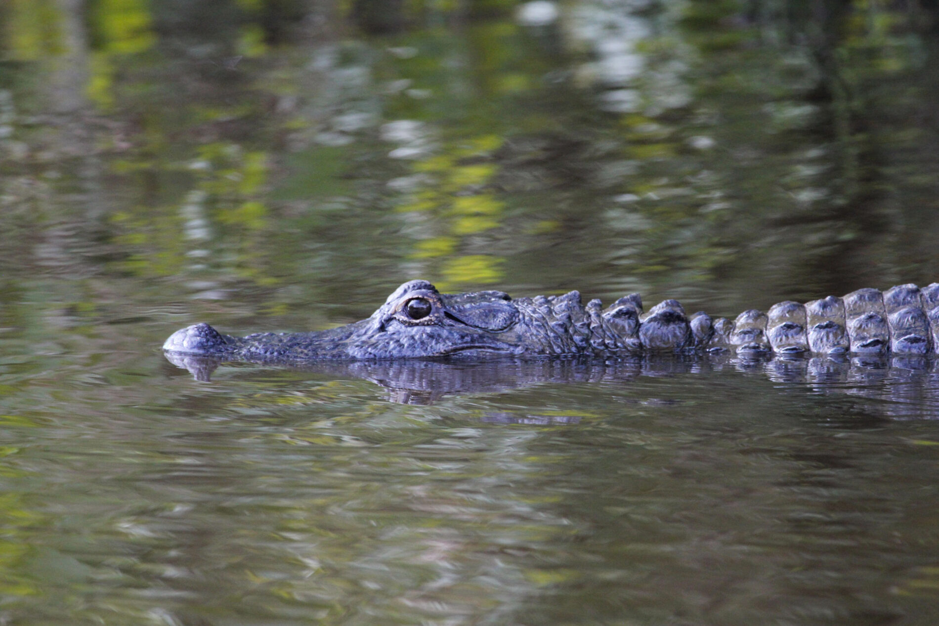 We saw many alligators on our gator tour of the Louisiana swamps.