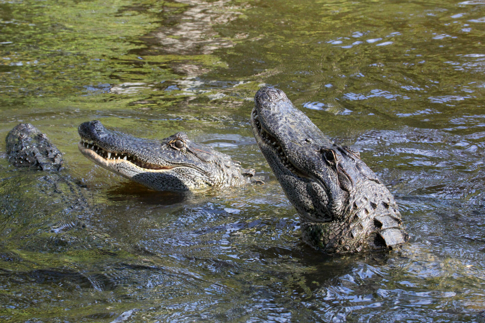 Alligator tours provide you with up close and personal looks at these reptiles.