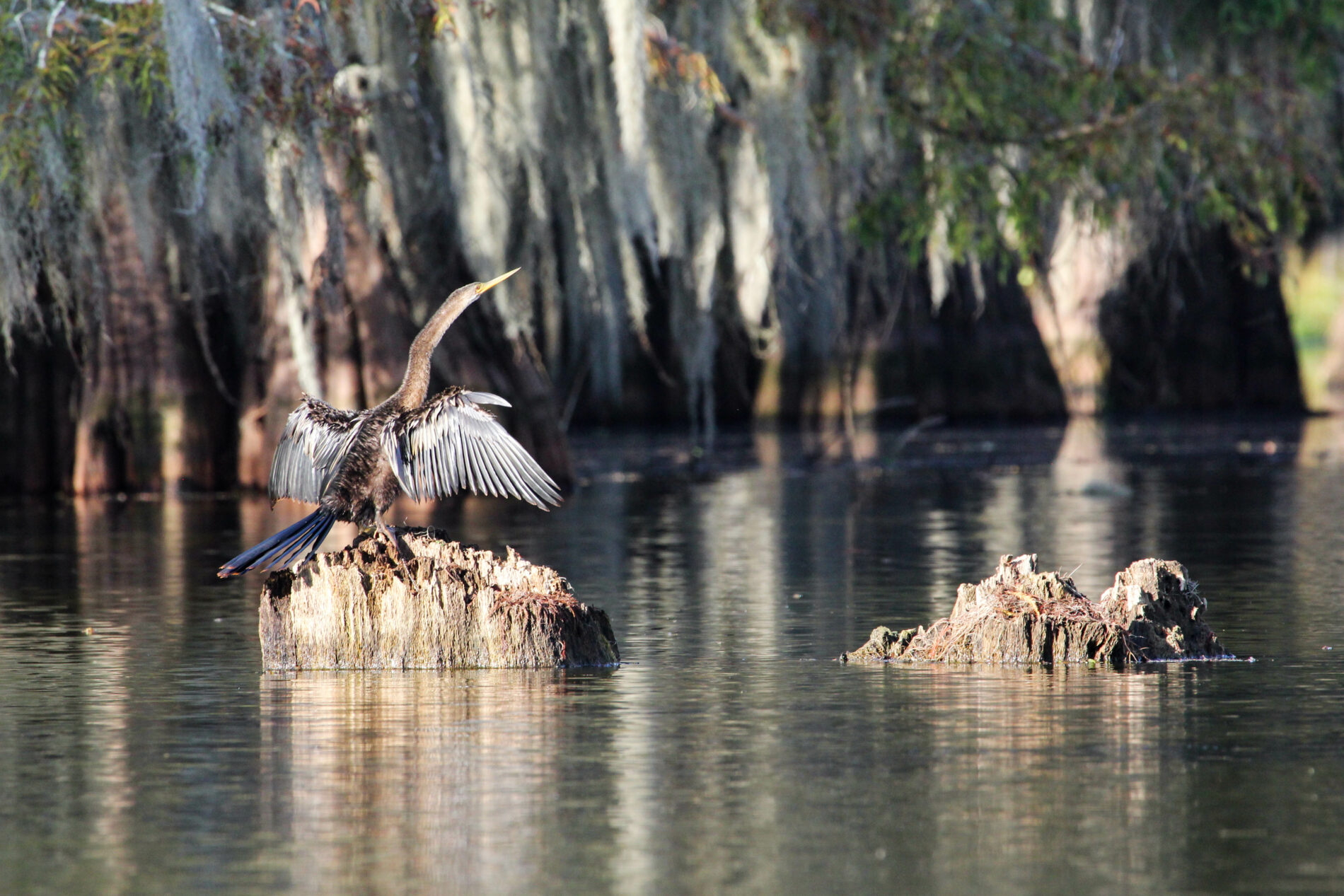 Anhinga drying its wings in Lake Martin, Louisiana.