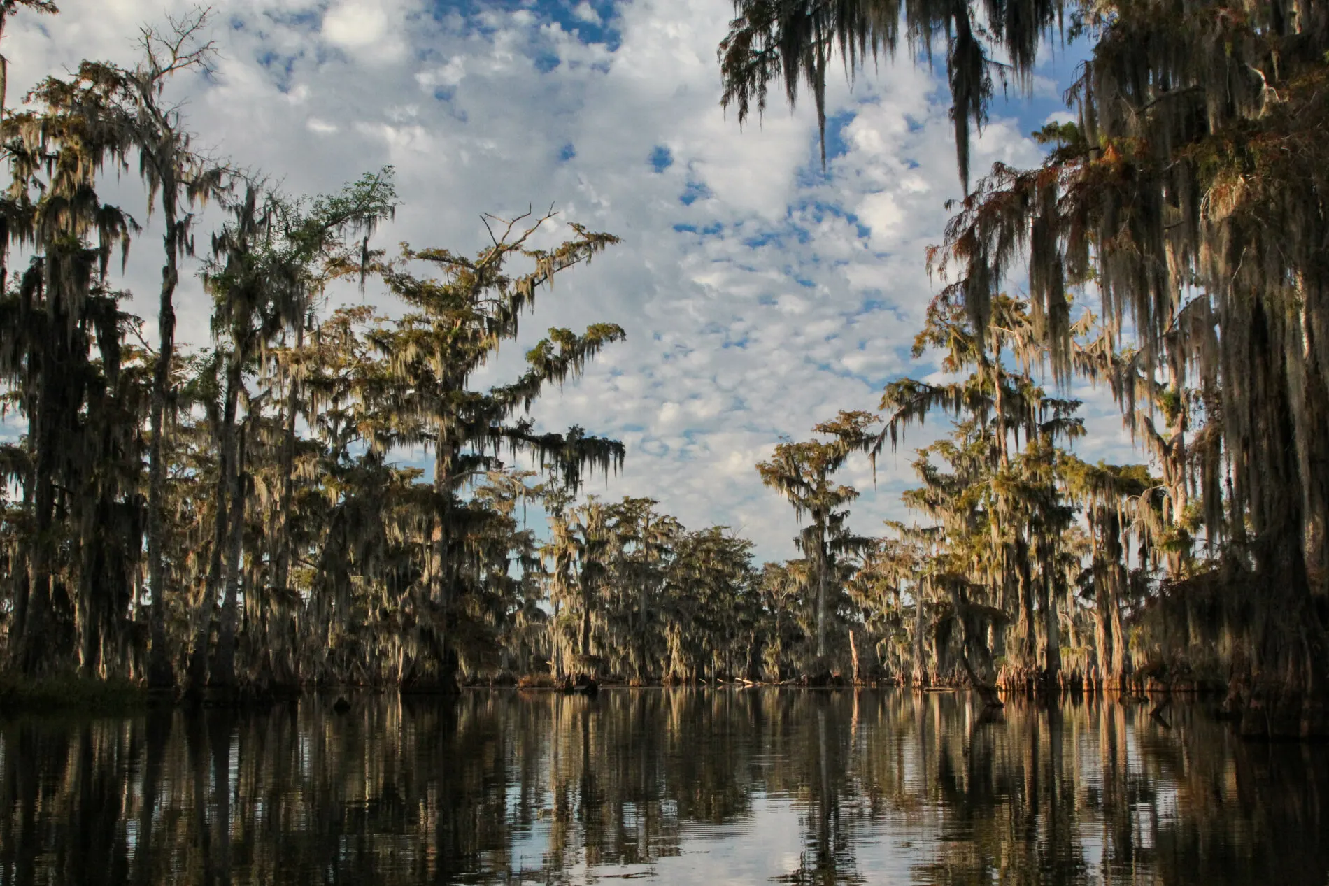 Lake Martin's mossy trees are indicative of a true Louisiana swamp.